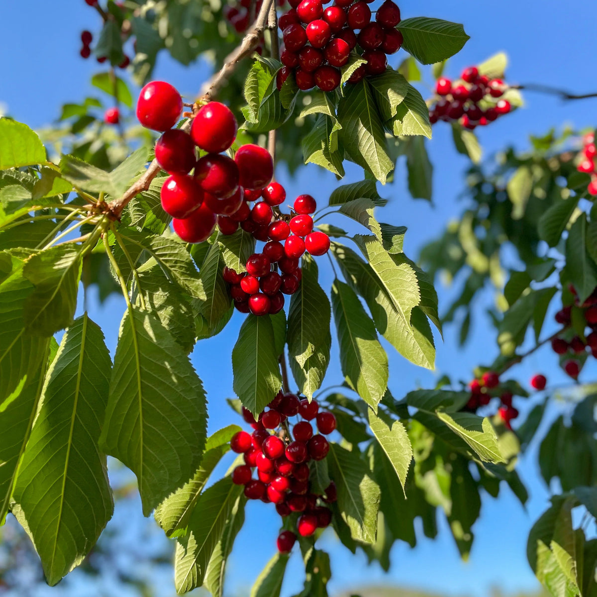 Cherrywood Orchard