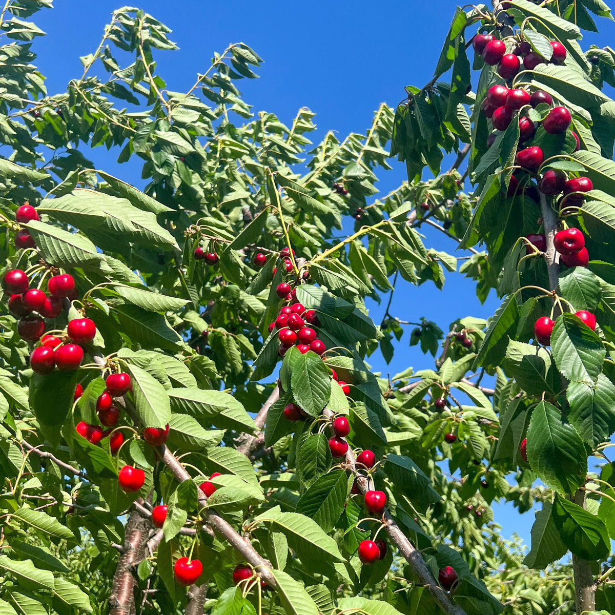 Cherrywood Orchard