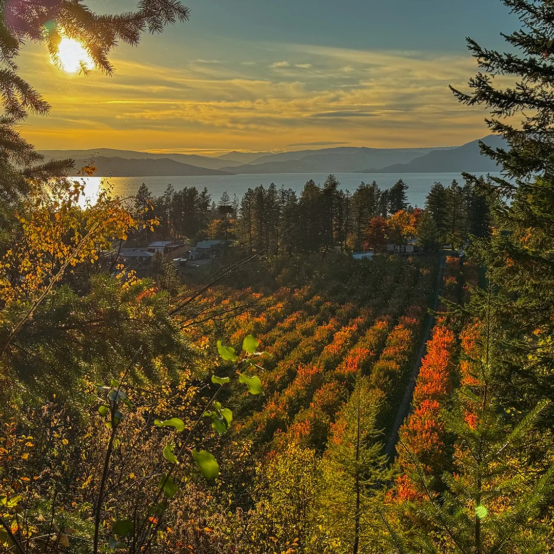 Cherrywood Orchard