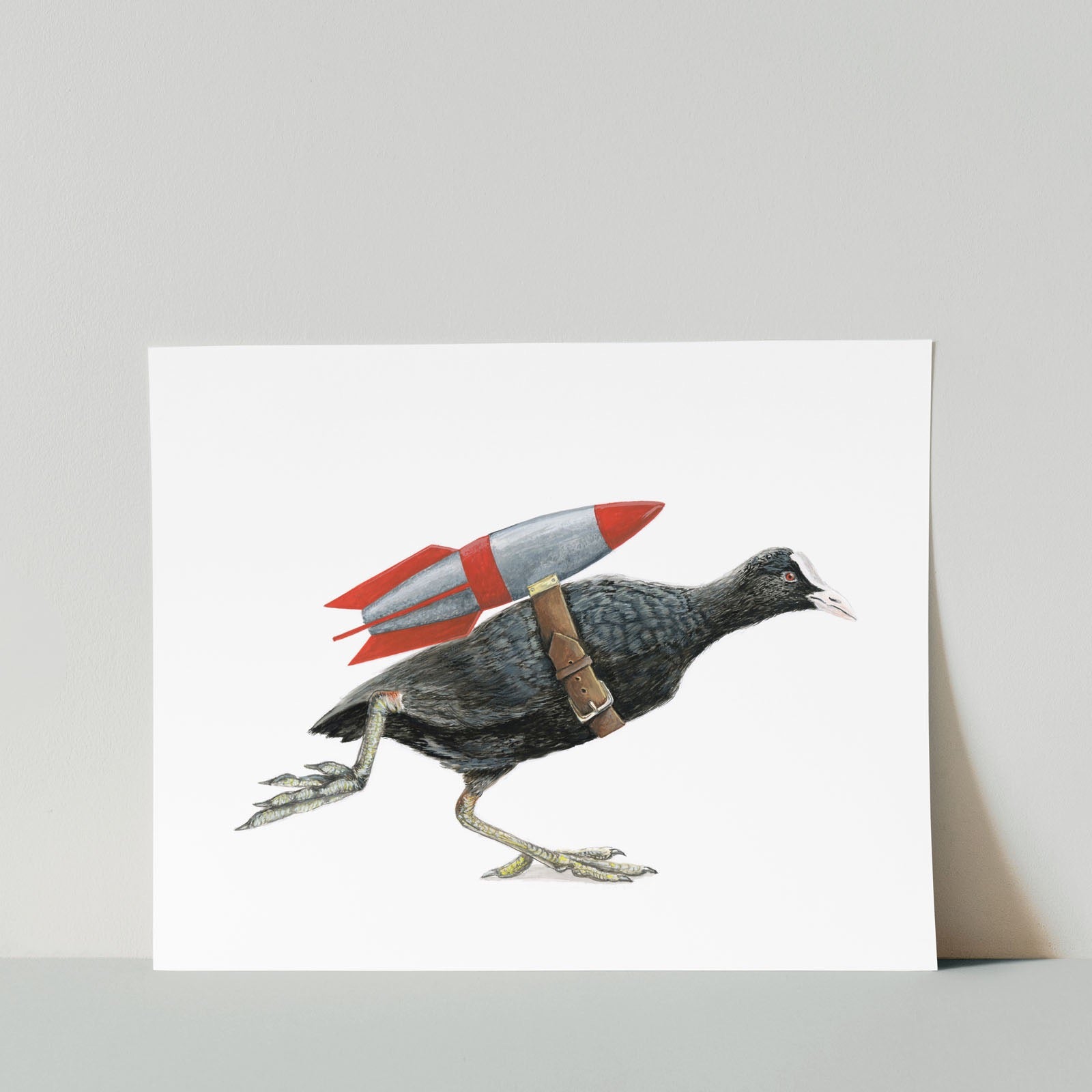 Coot