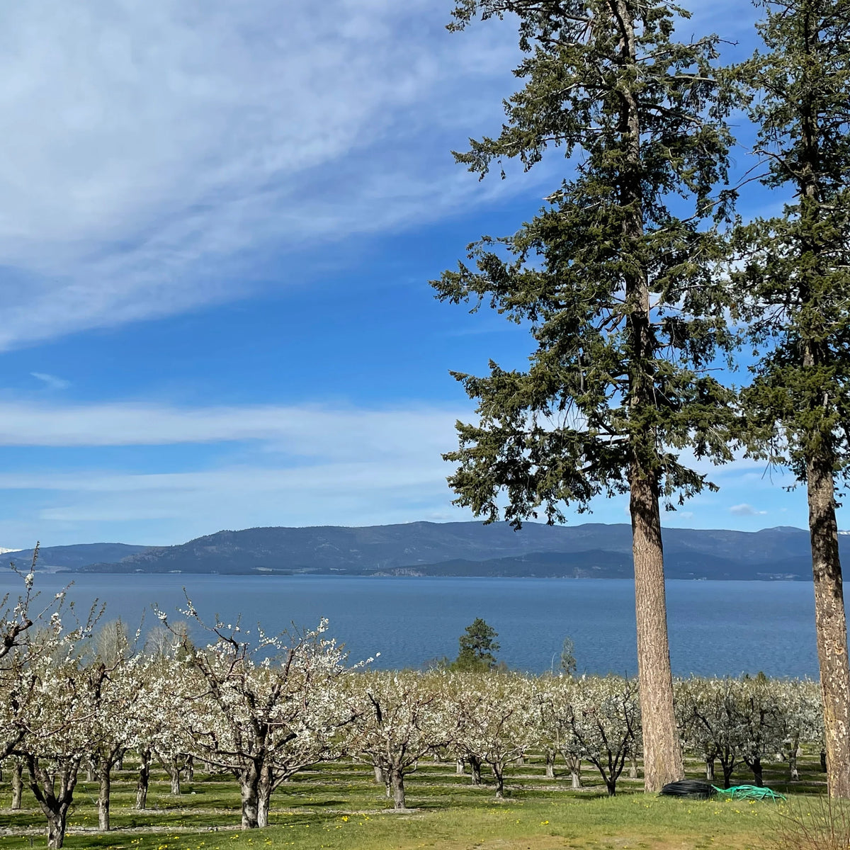 The Last Best Place Orchard