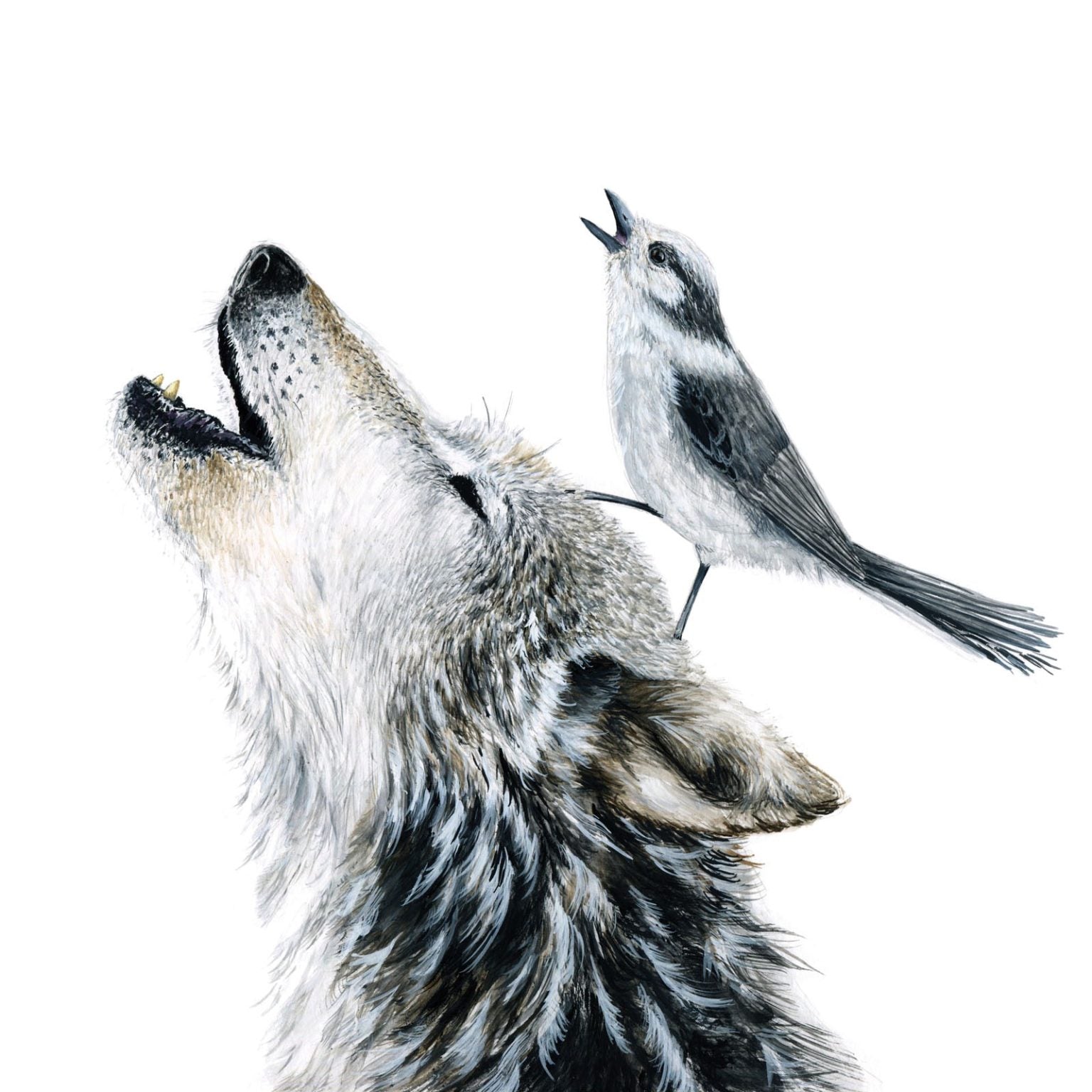 Gray Wolf & Gray Jay