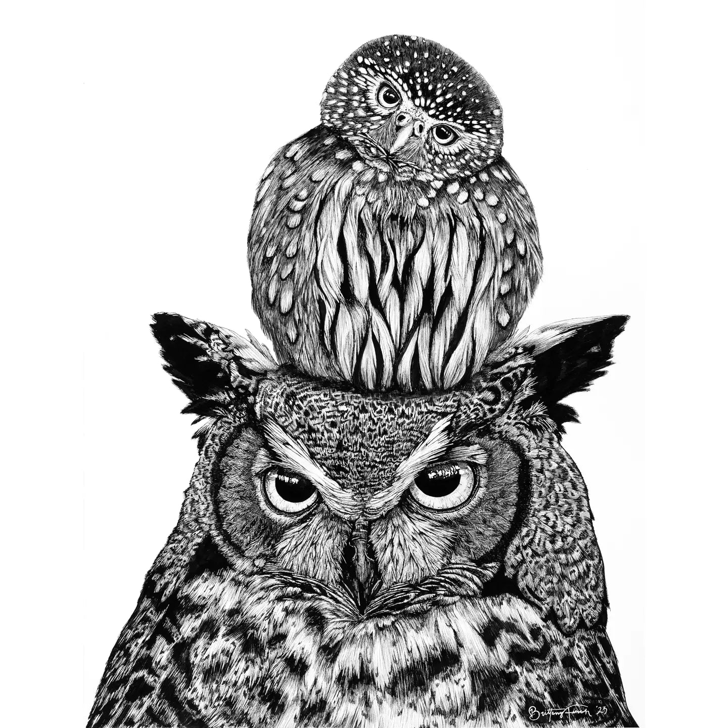 Owls Card