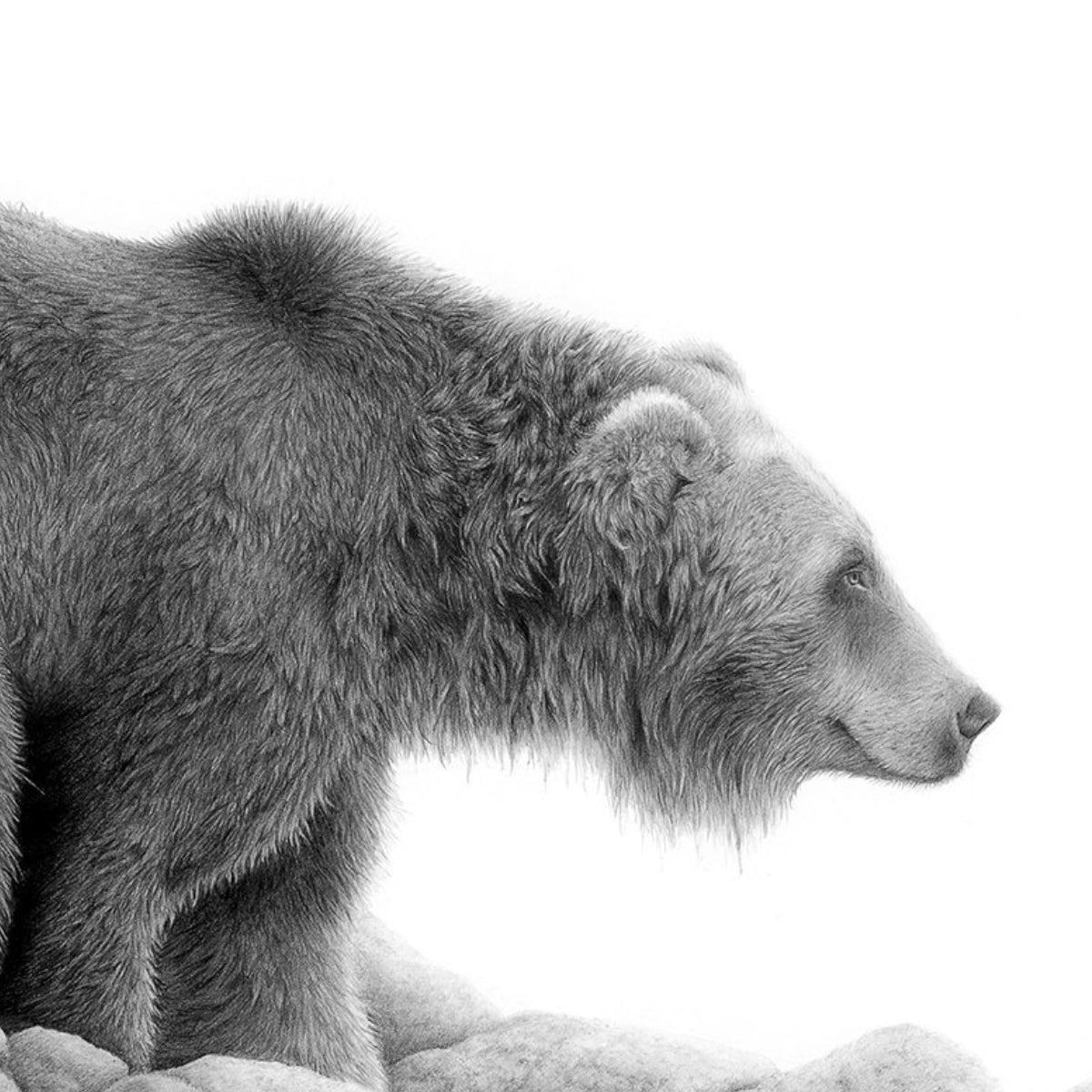 Grizzly Study