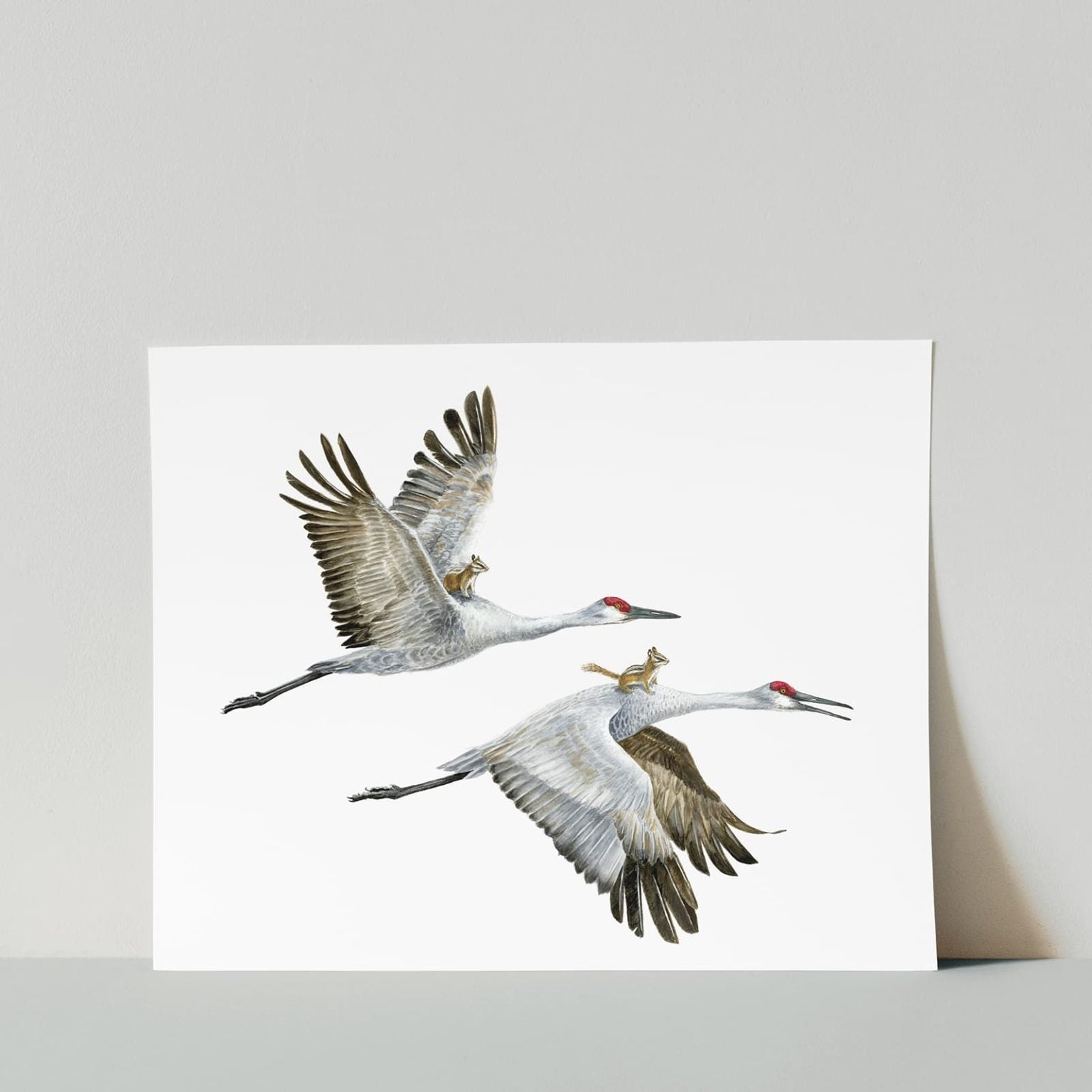 Sandhill Cranes 2