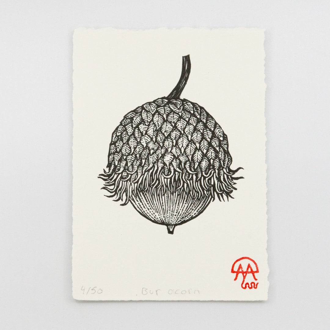 Bur Acorn