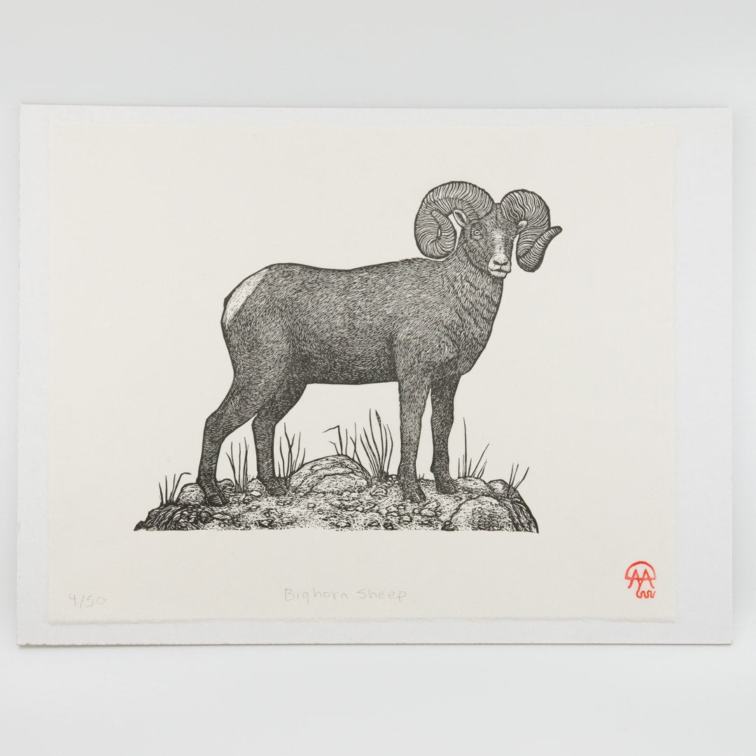 Big Horn Sheep