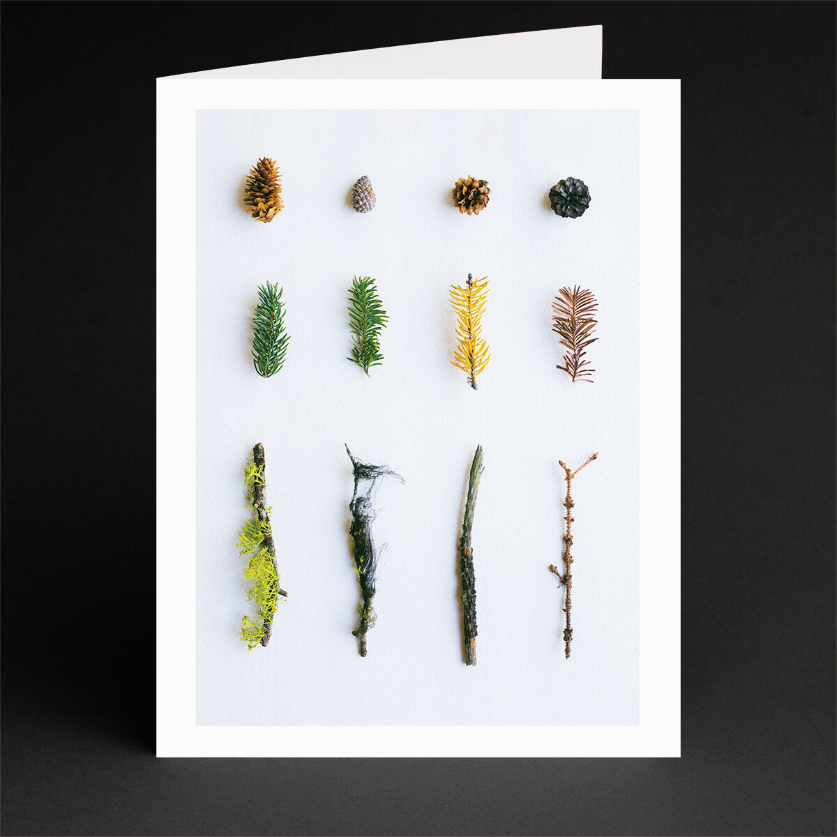 Conifer