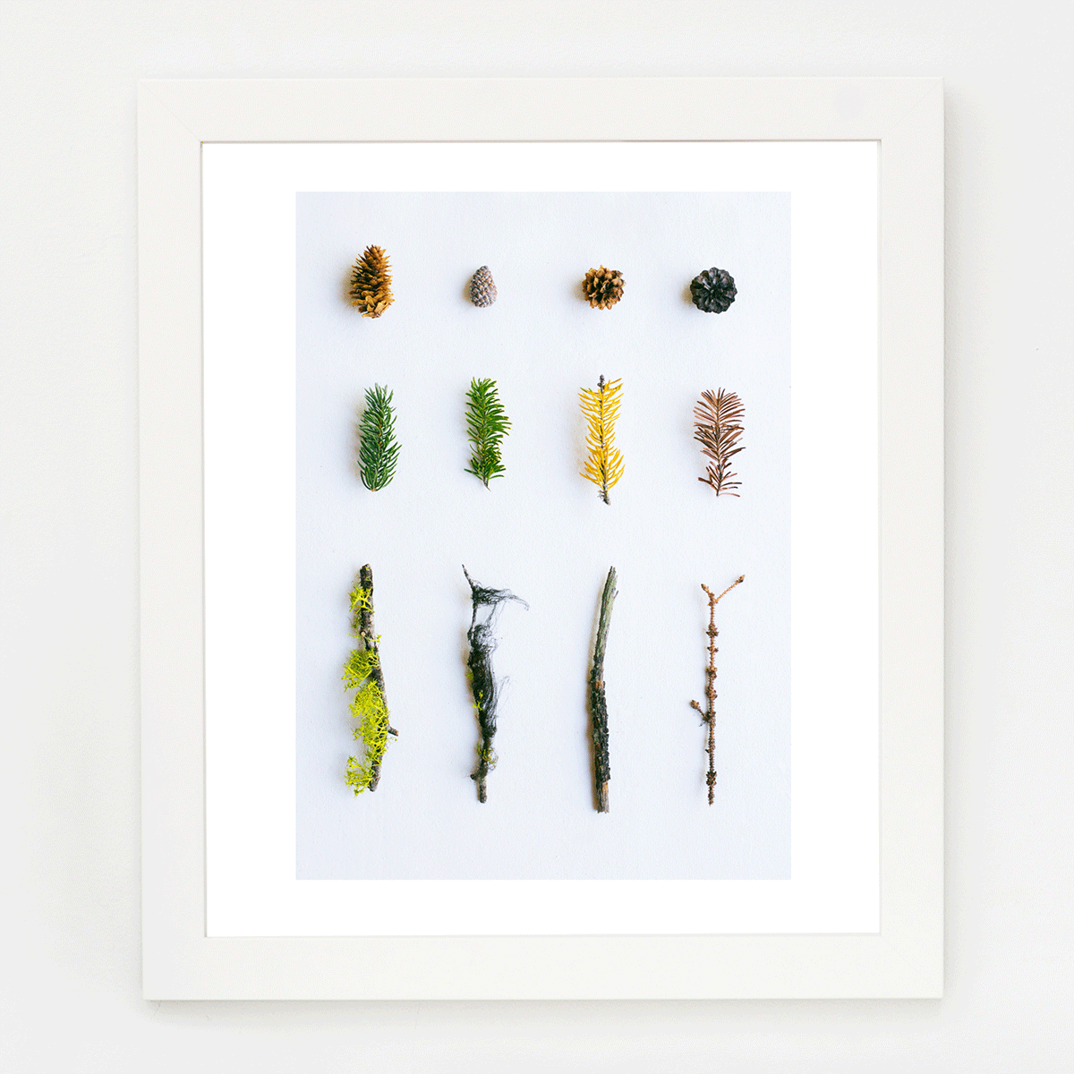 Conifer