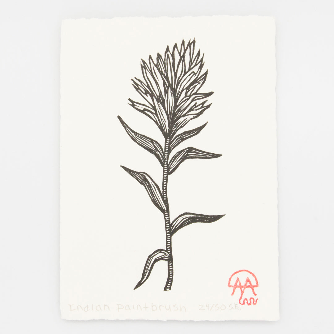 Indian Paintbrush Print