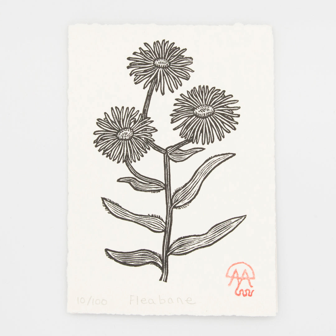 Fleabane Print