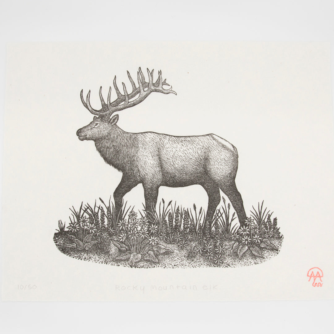 Rocky Mountain Elk