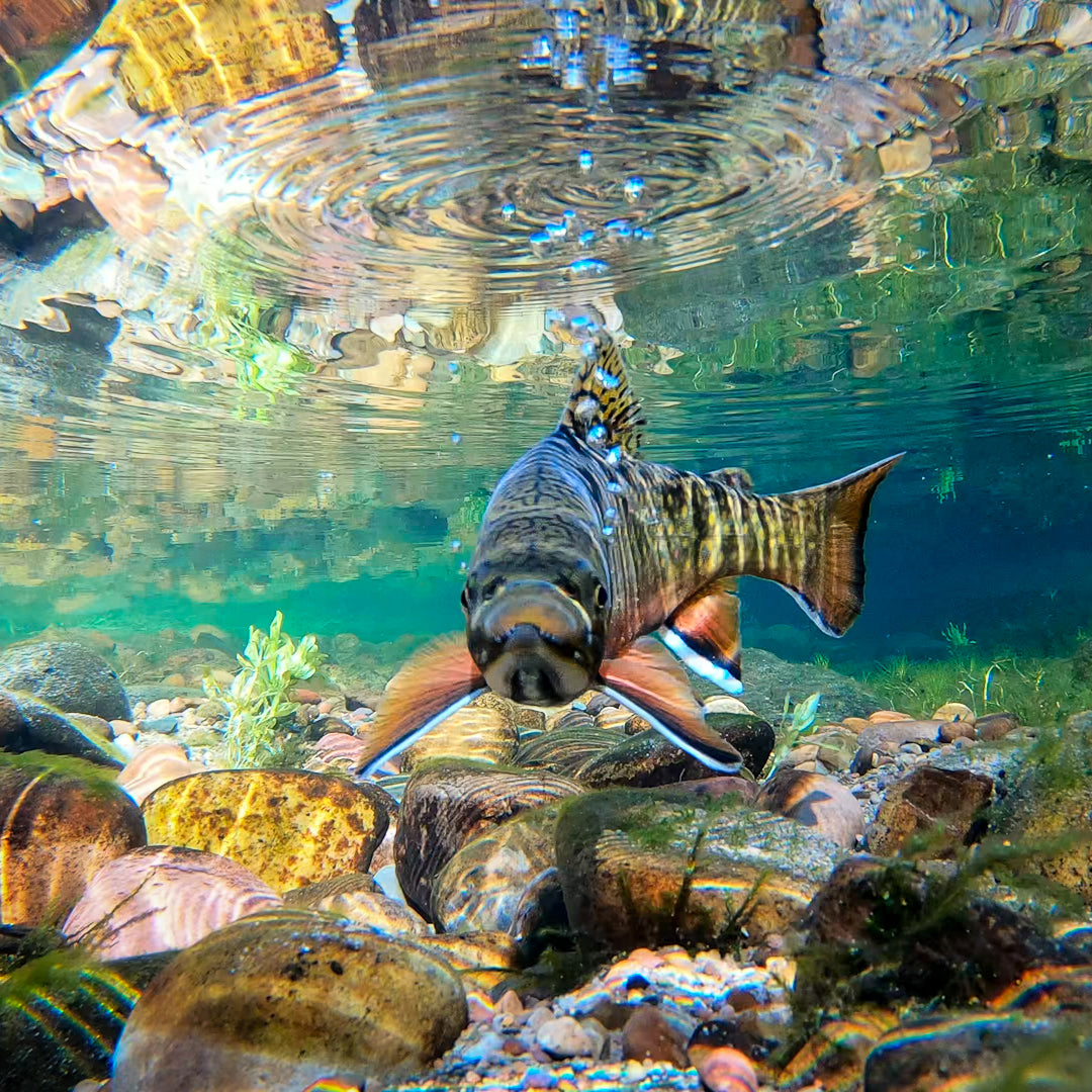 Fly Fishing Waters