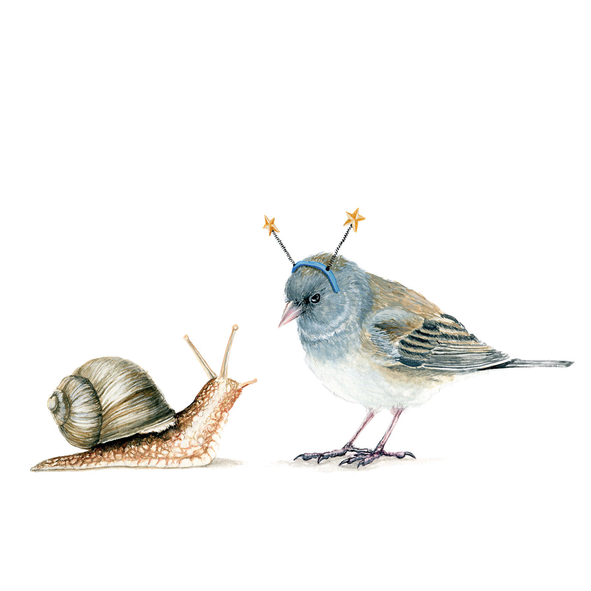 Junco & Land Snail