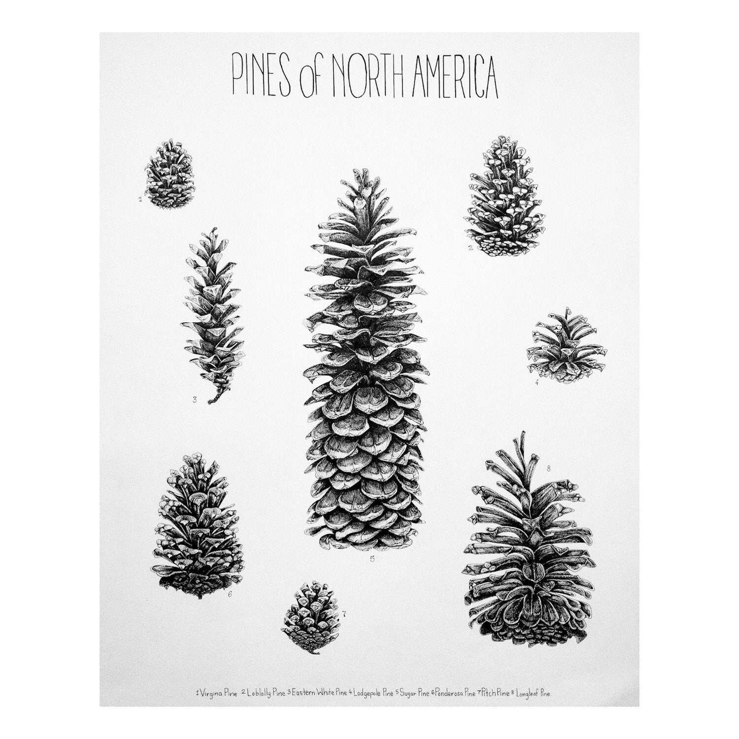 Pinecones of North America Print