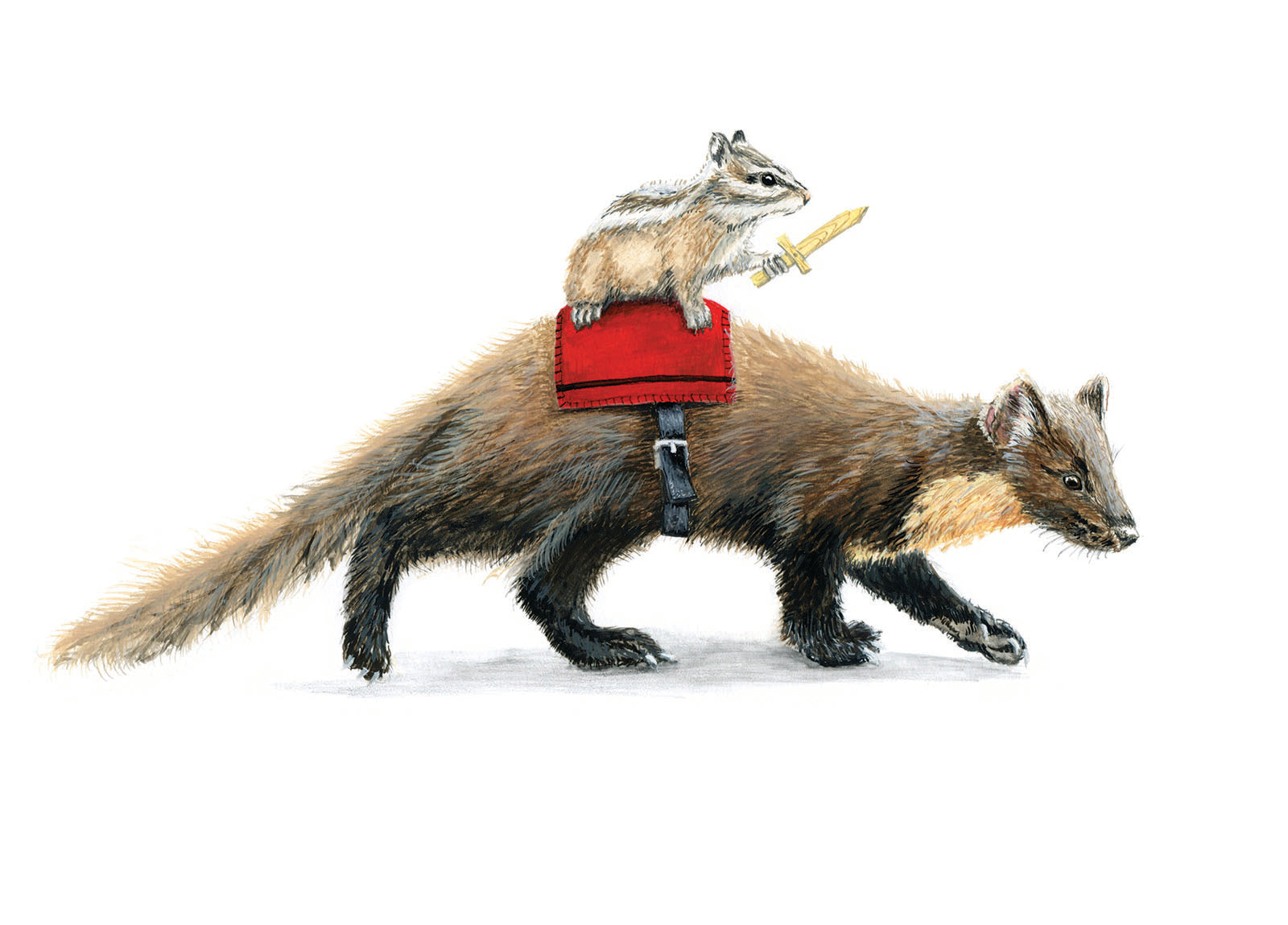 Pine Marten
