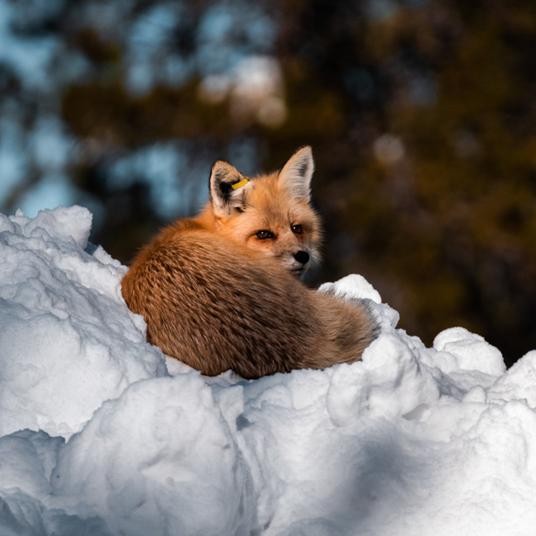 Lone Stoat Photography