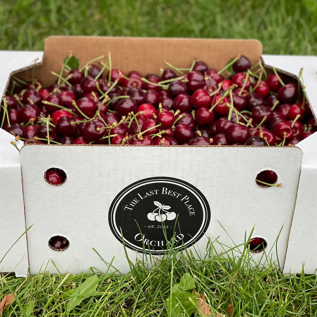 The Last Best Place Orchard