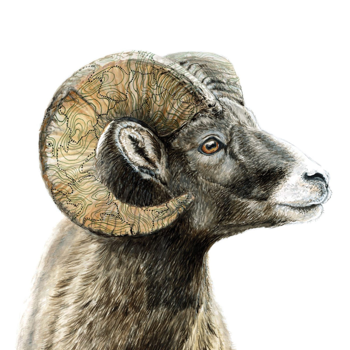 Bighorn Sheep