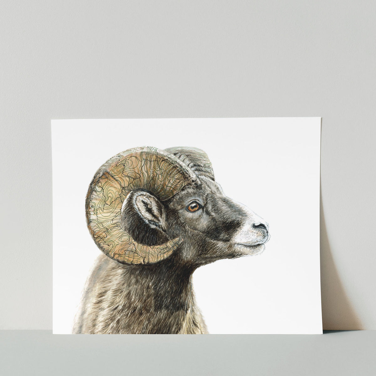 Bighorn Sheep