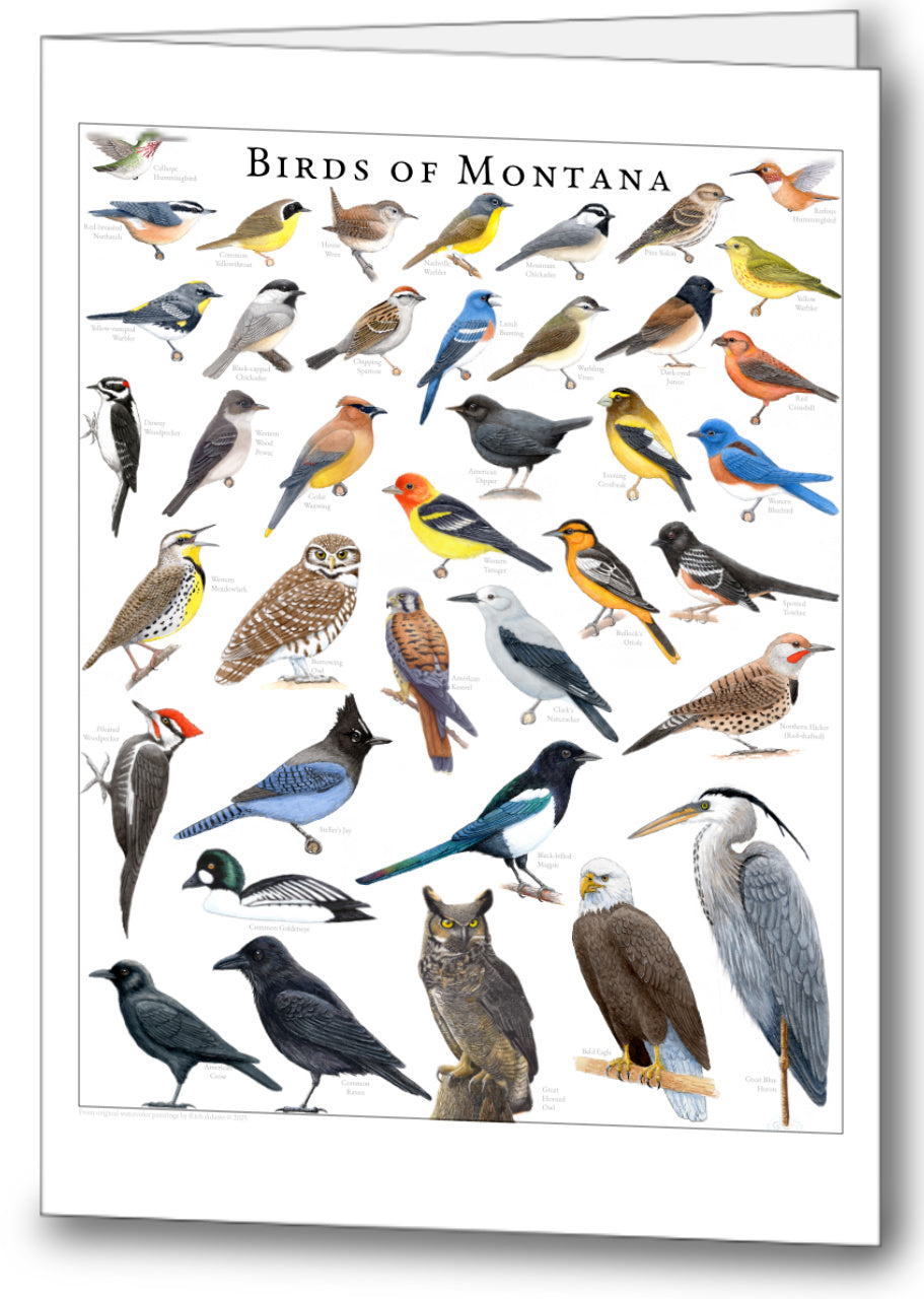 Birds of Montana