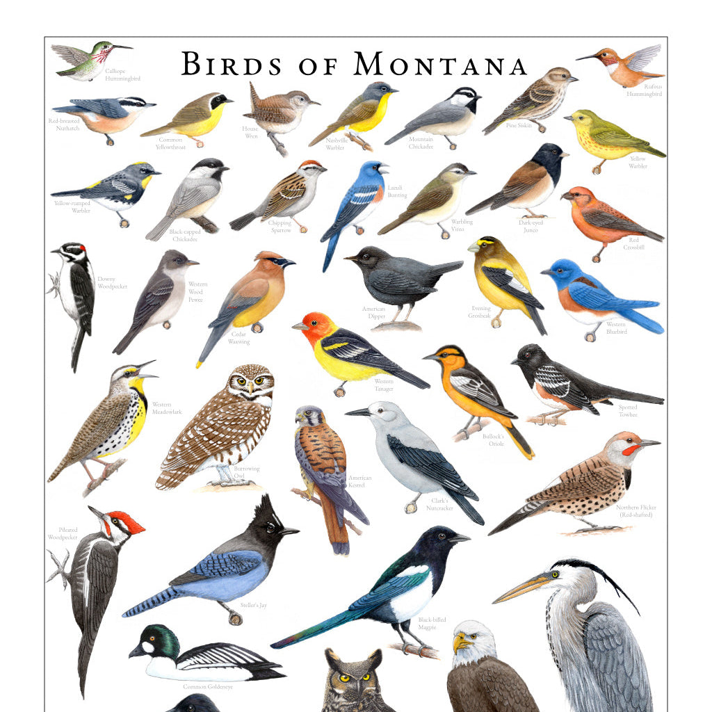 Birds of Montana