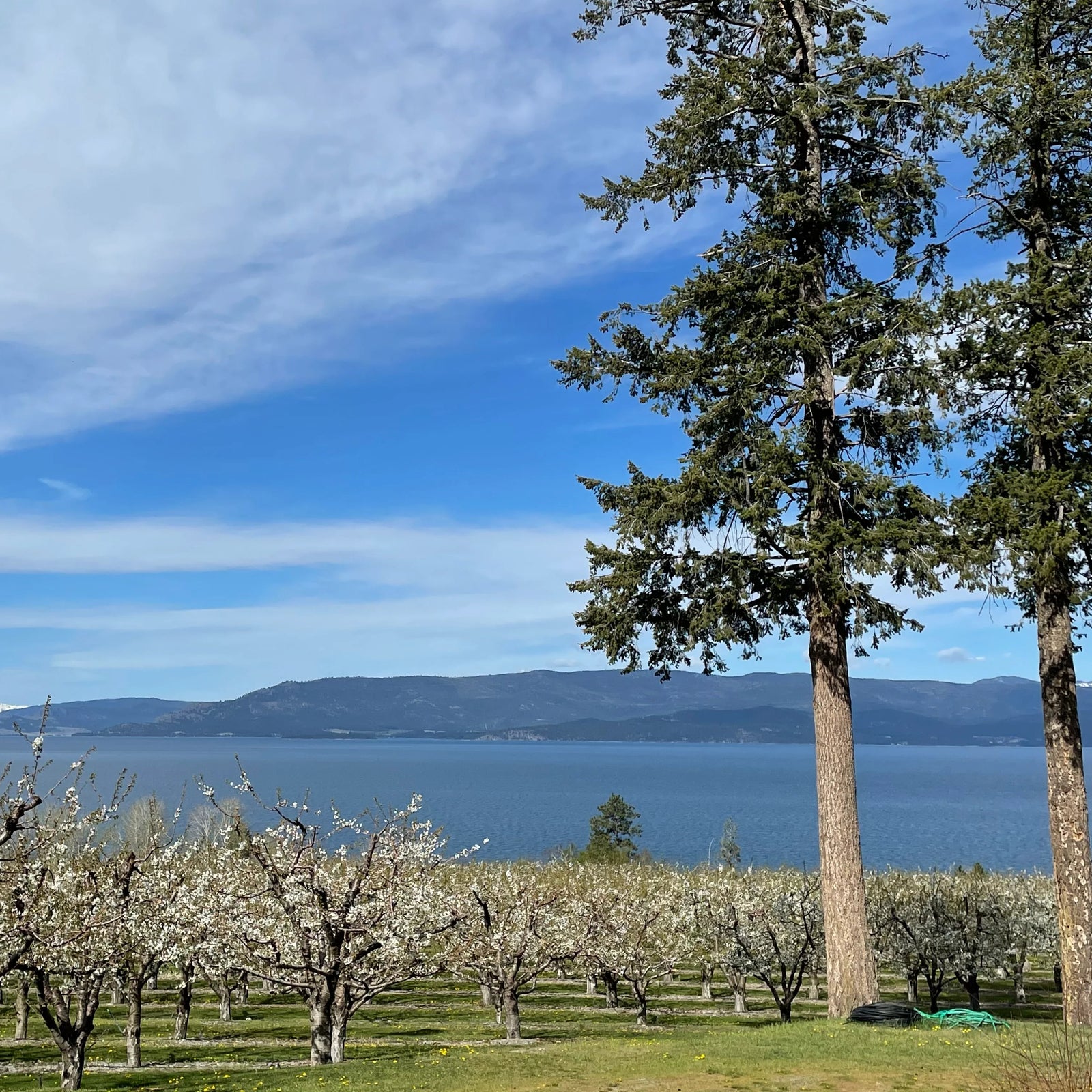 The Last Best Place Orchard