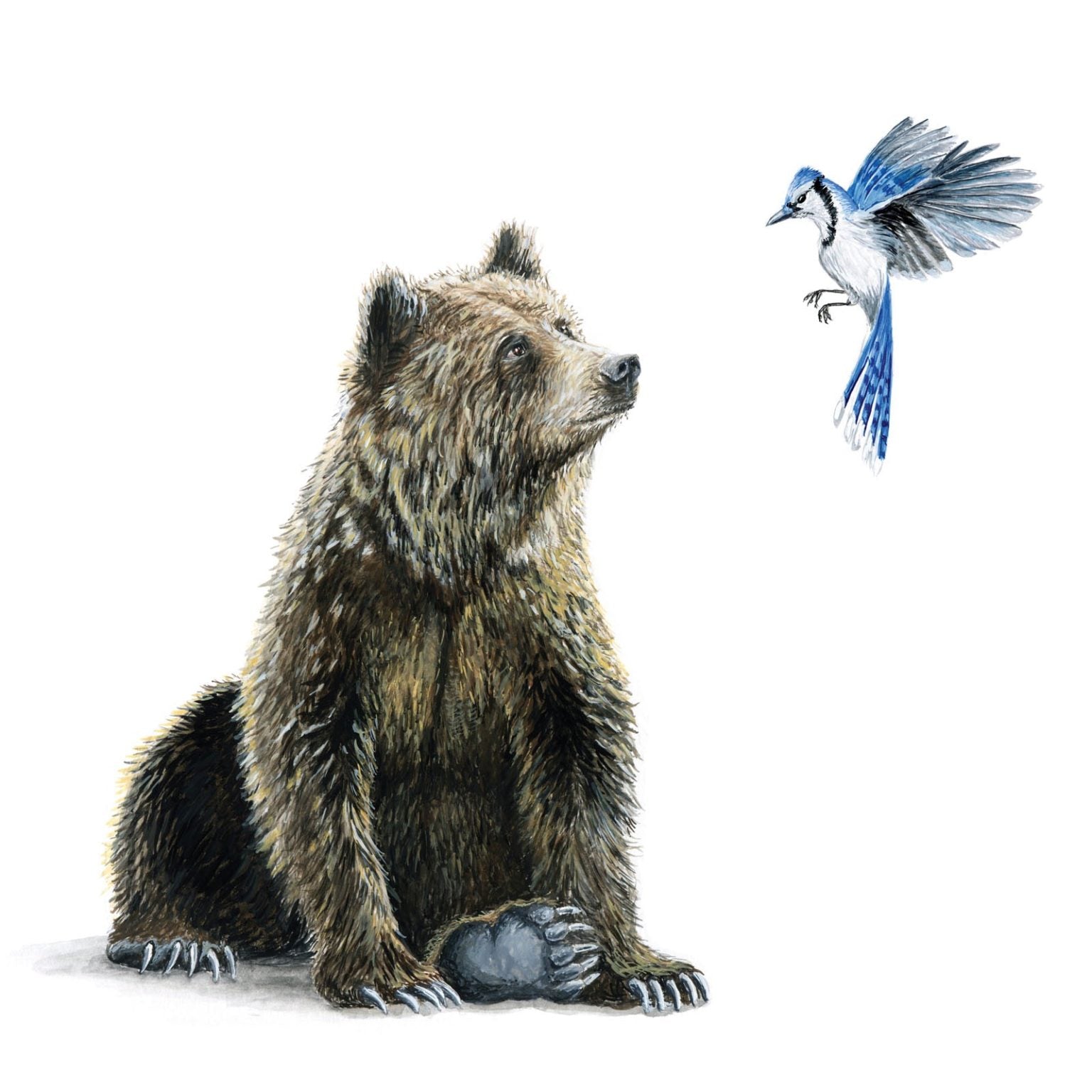 Grizzly & Blue Jay - handMADE Montana