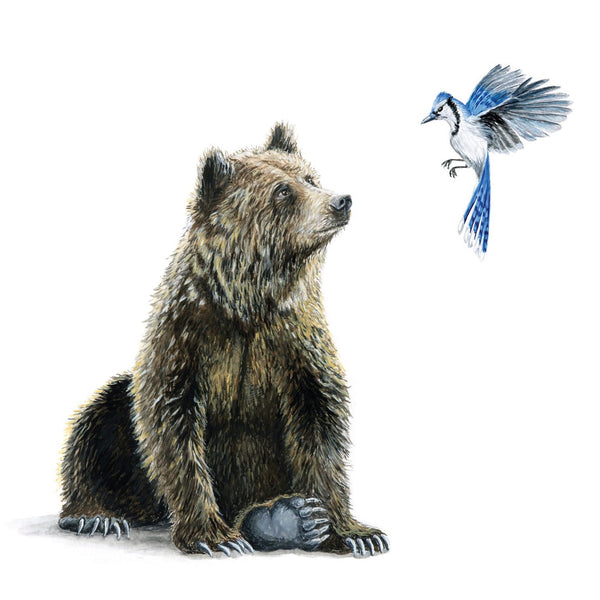 GrizzBlueJay_0111-