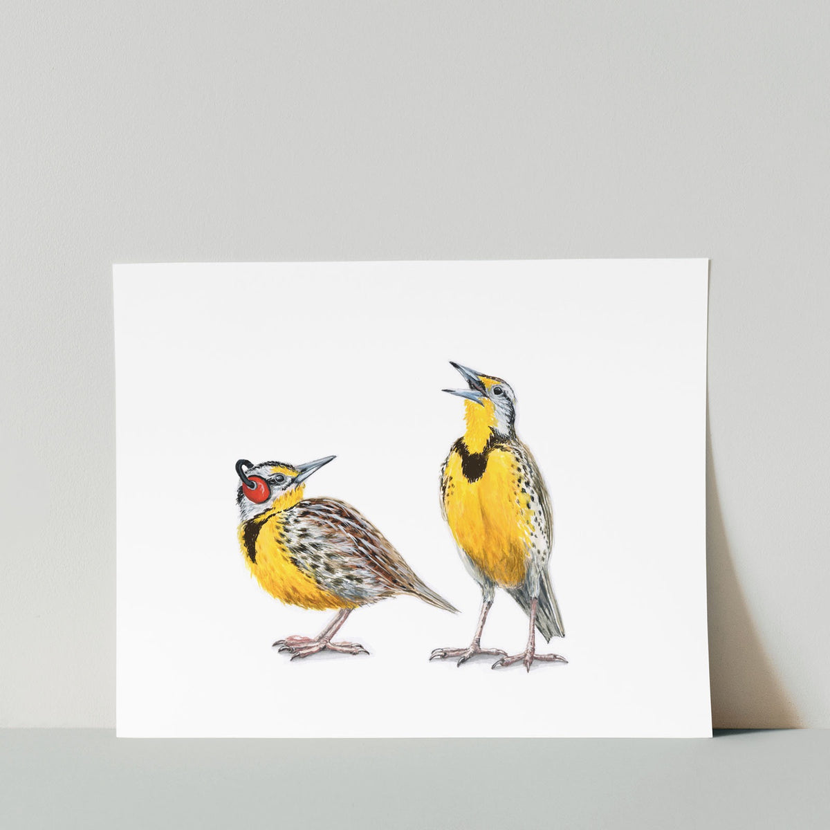 Meadowlarks