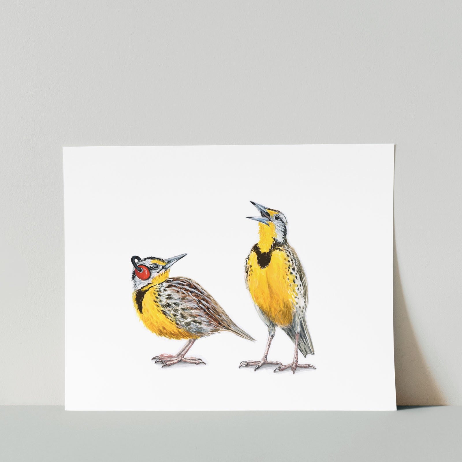 Meadowlarks