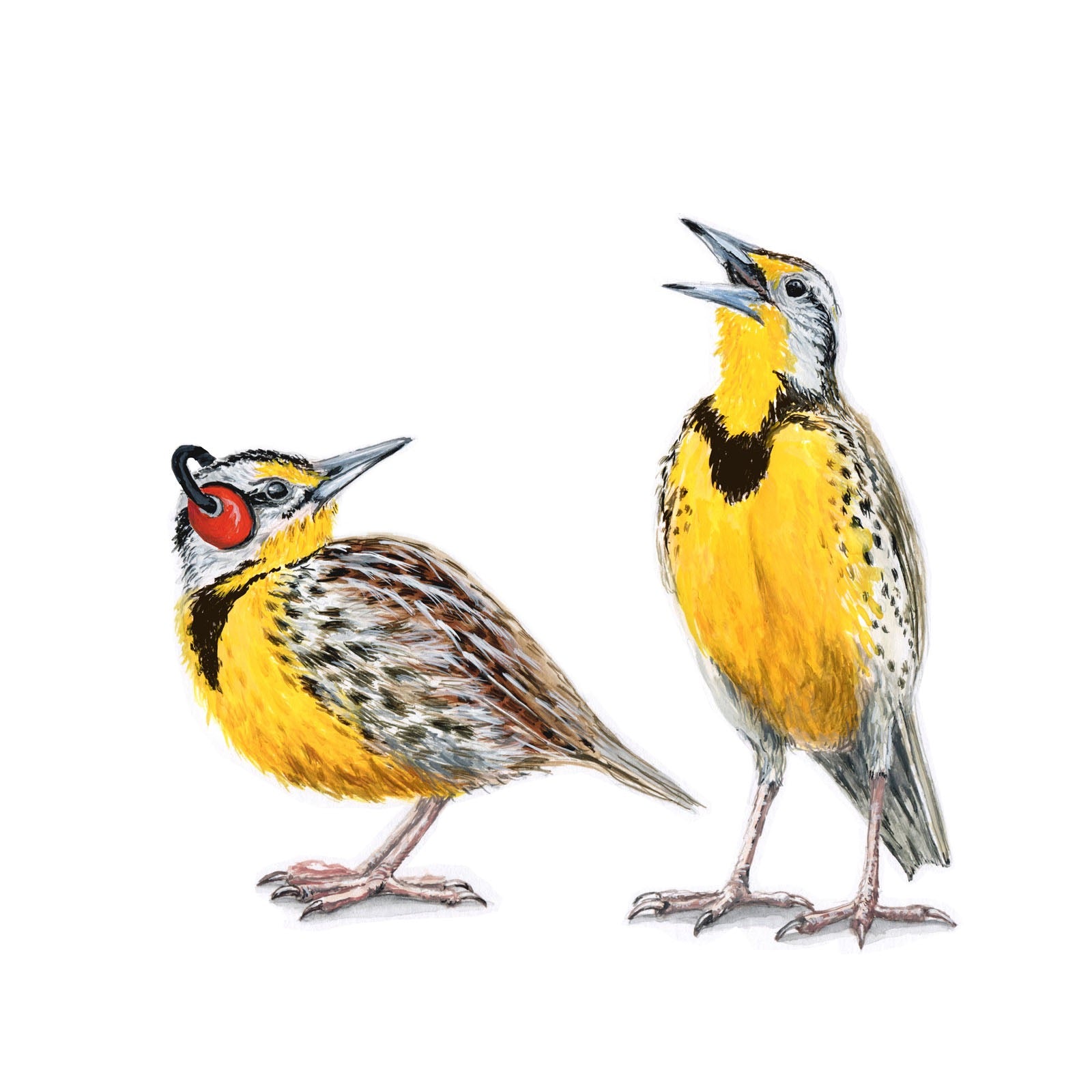 Meadowlarks