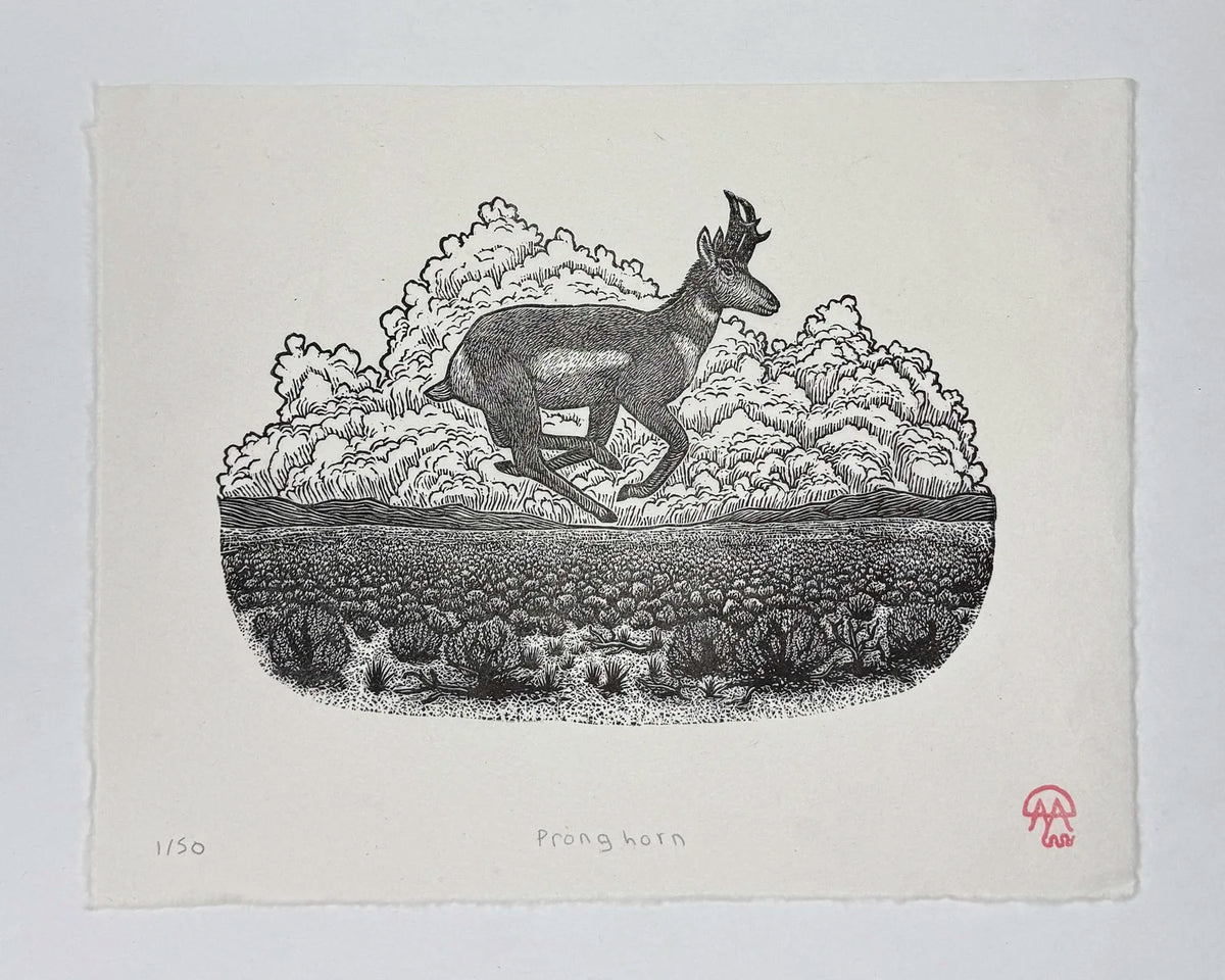 Pronghorn