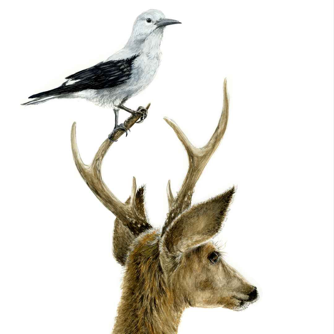 Clark's Nutcracker &amp; Deer
