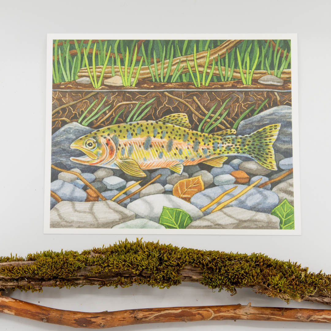 Westslope Cutthroat Trout