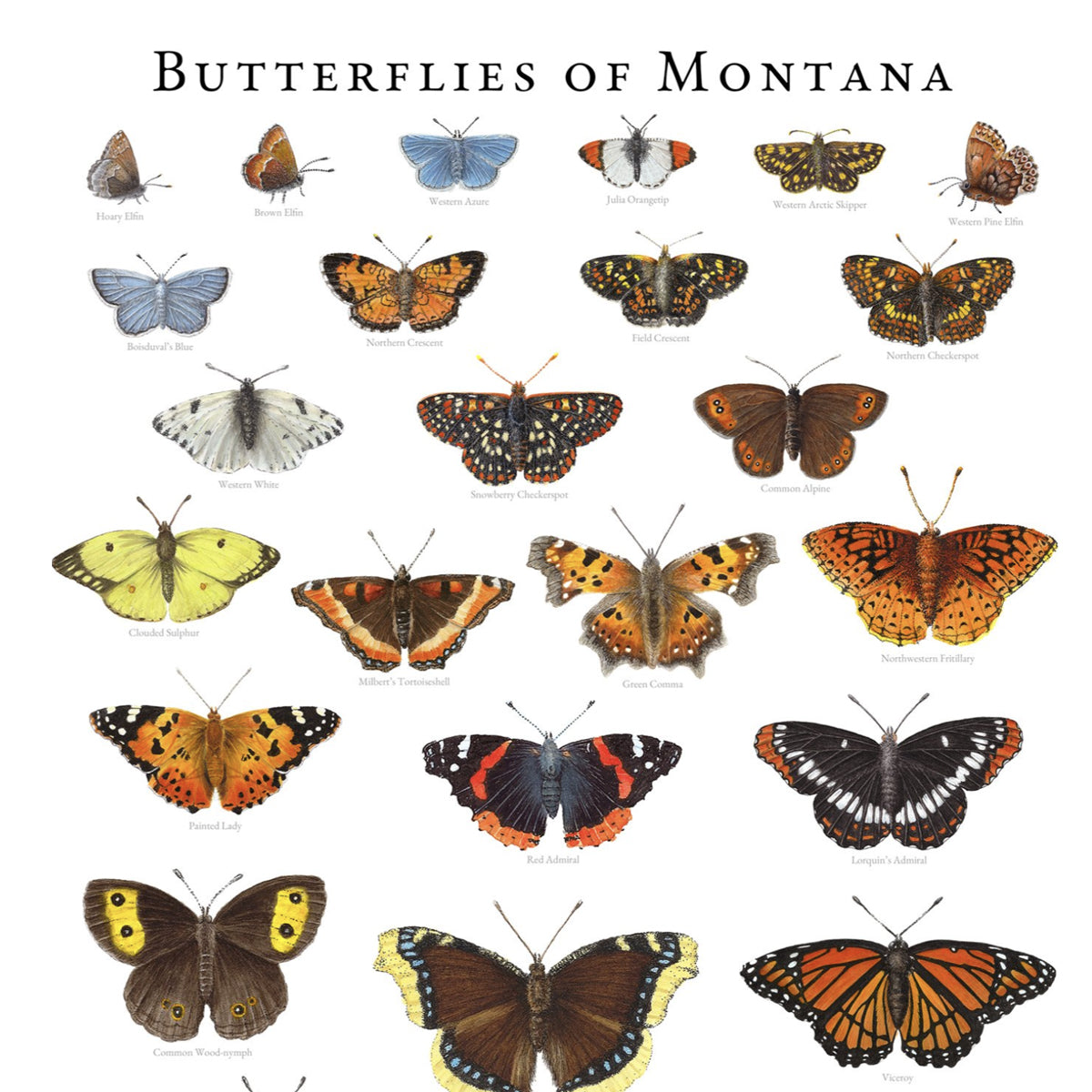 Butterflies of Montana