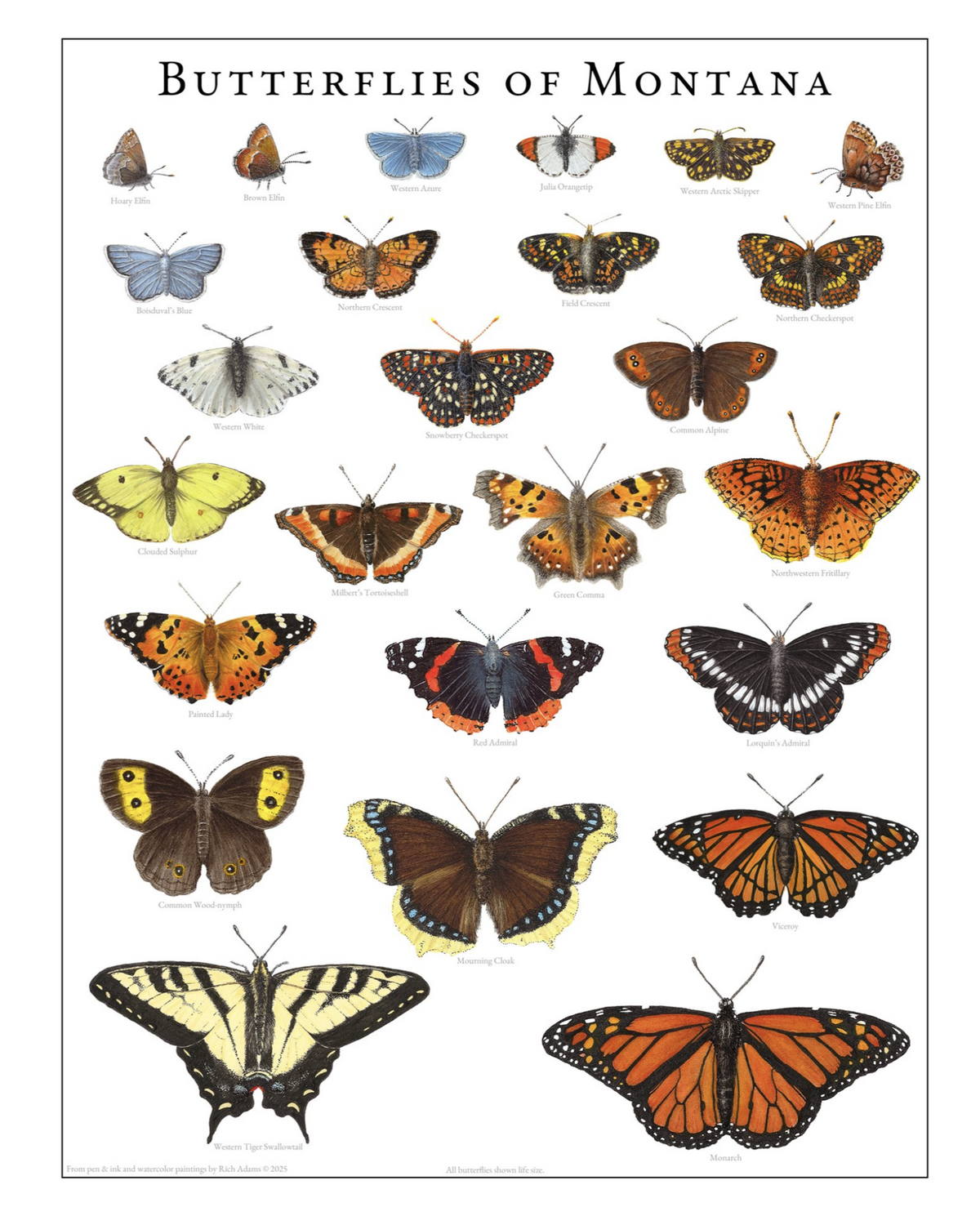 Butterflies of Montana