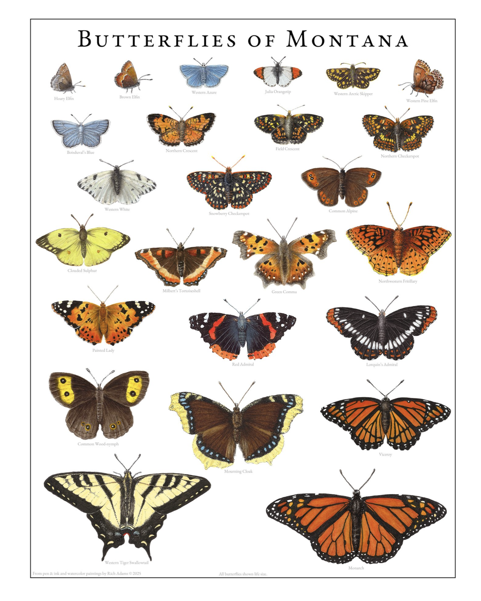 Butterflies of Montana