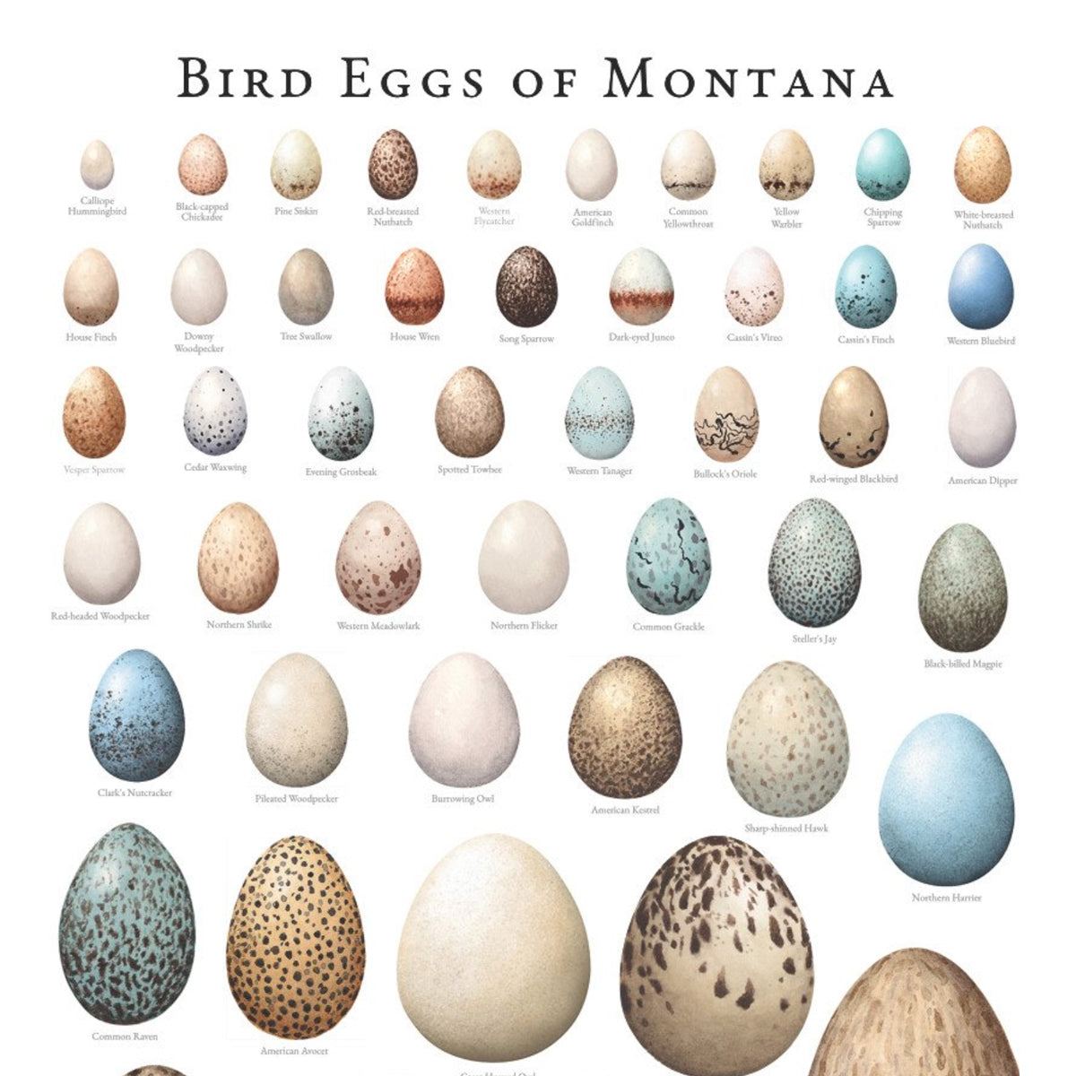 Bird Eggs of Montana