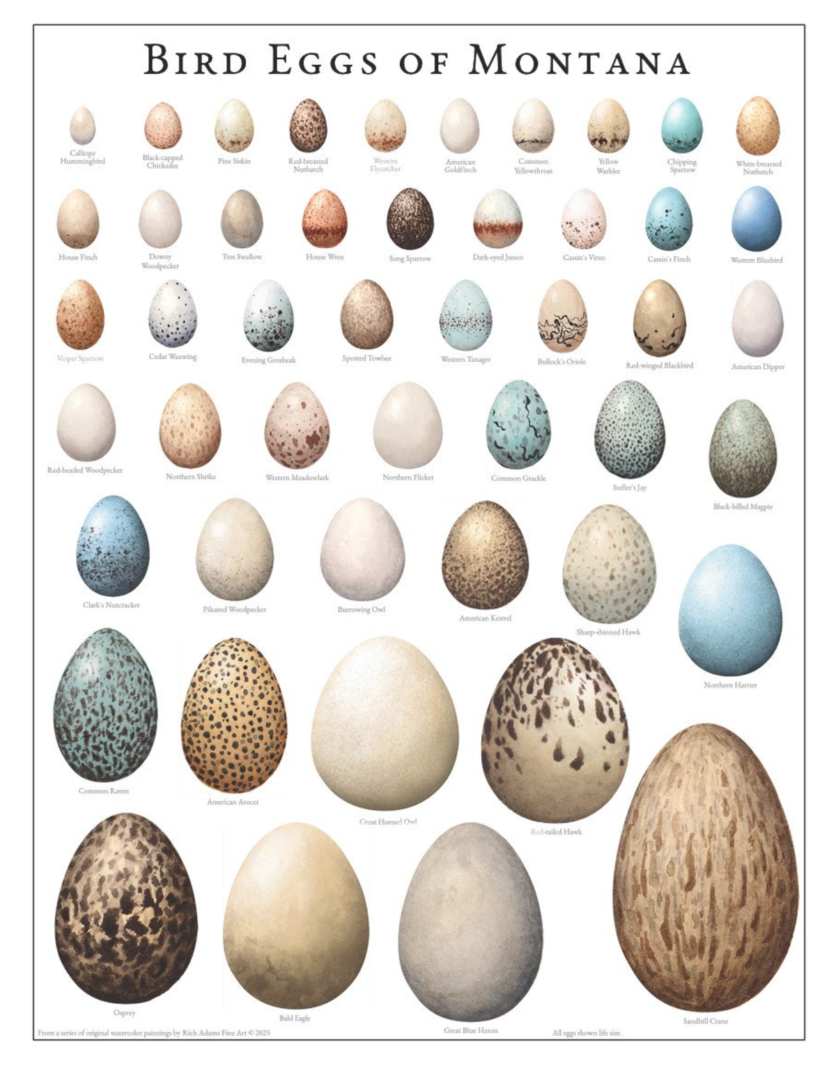 Bird Eggs of Montana
