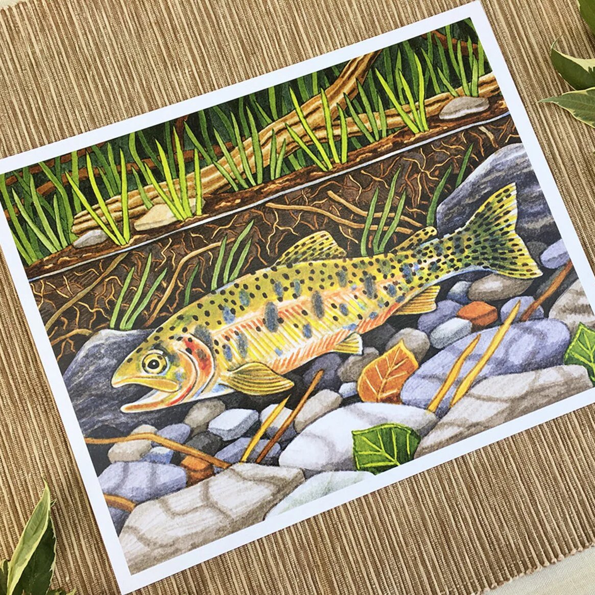 Westslope Cutthroat Trout