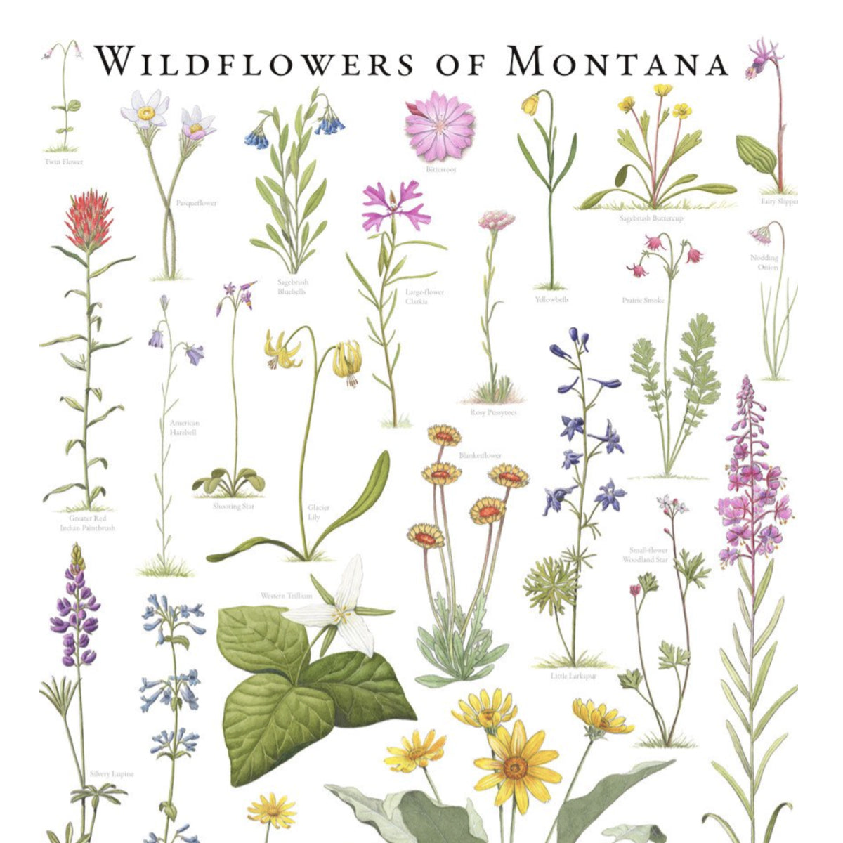 Wildflowers of Montana