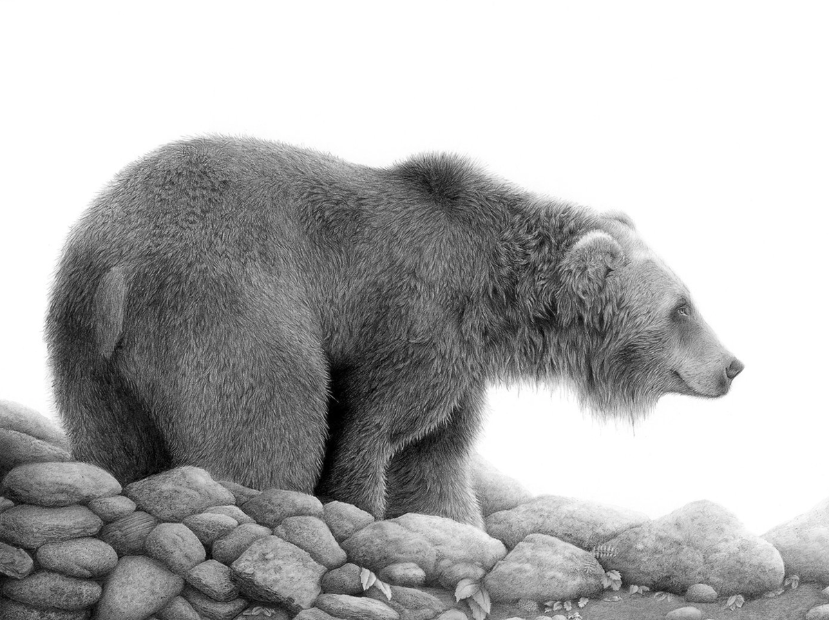 Grizzly Study