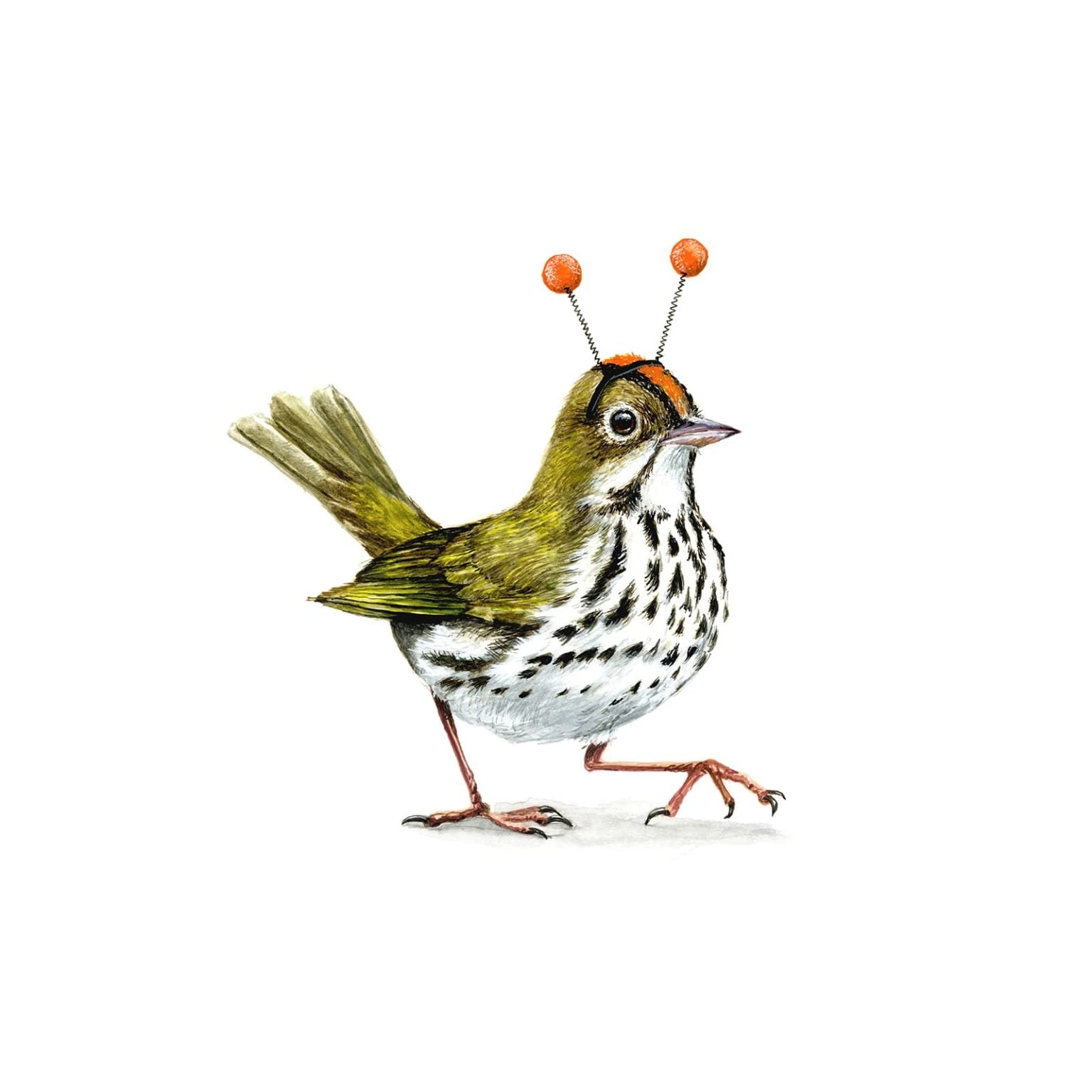 Ovenbird