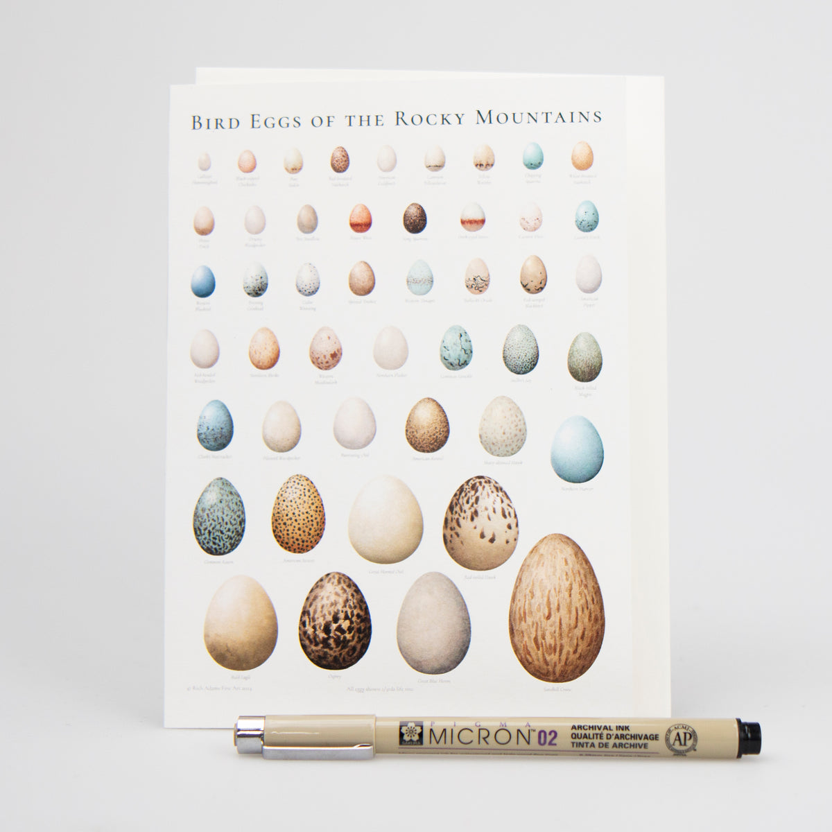 Bird Eggs of Montana