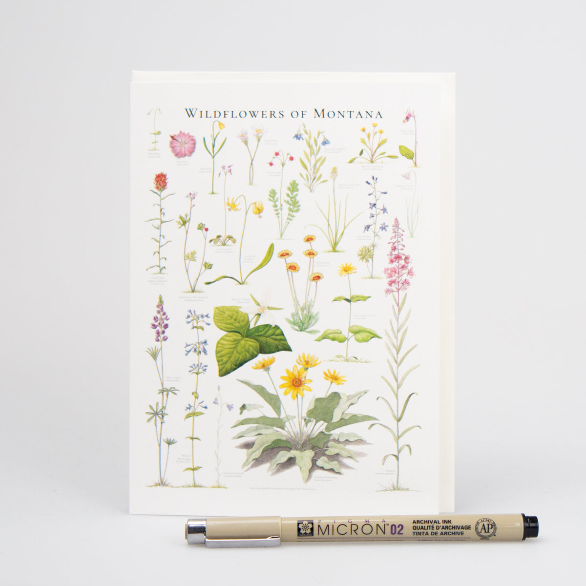 Wildflowers of Montana