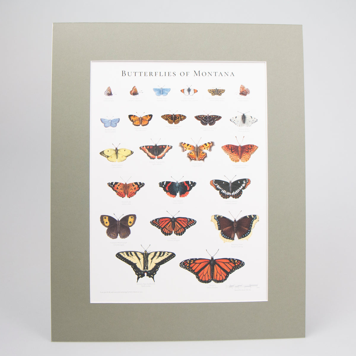 Butterflies of Montana