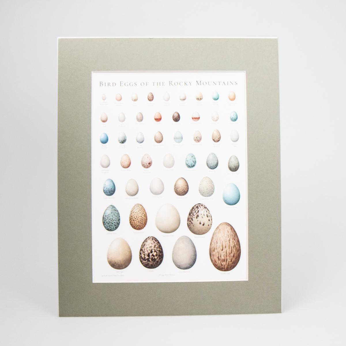 Bird Eggs of Montana