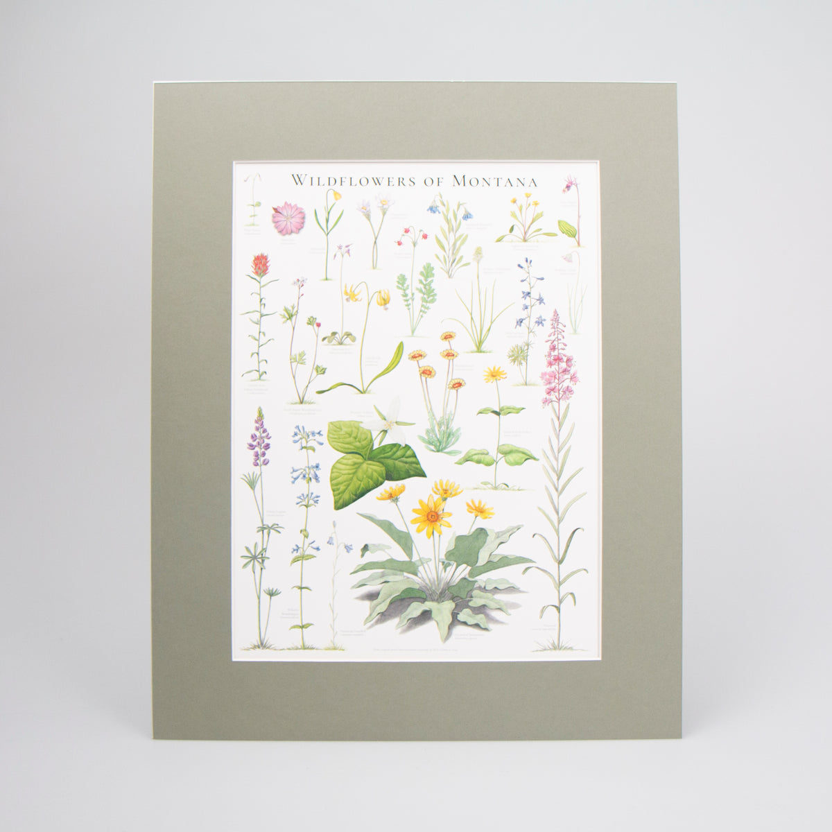 Wildflowers of Montana