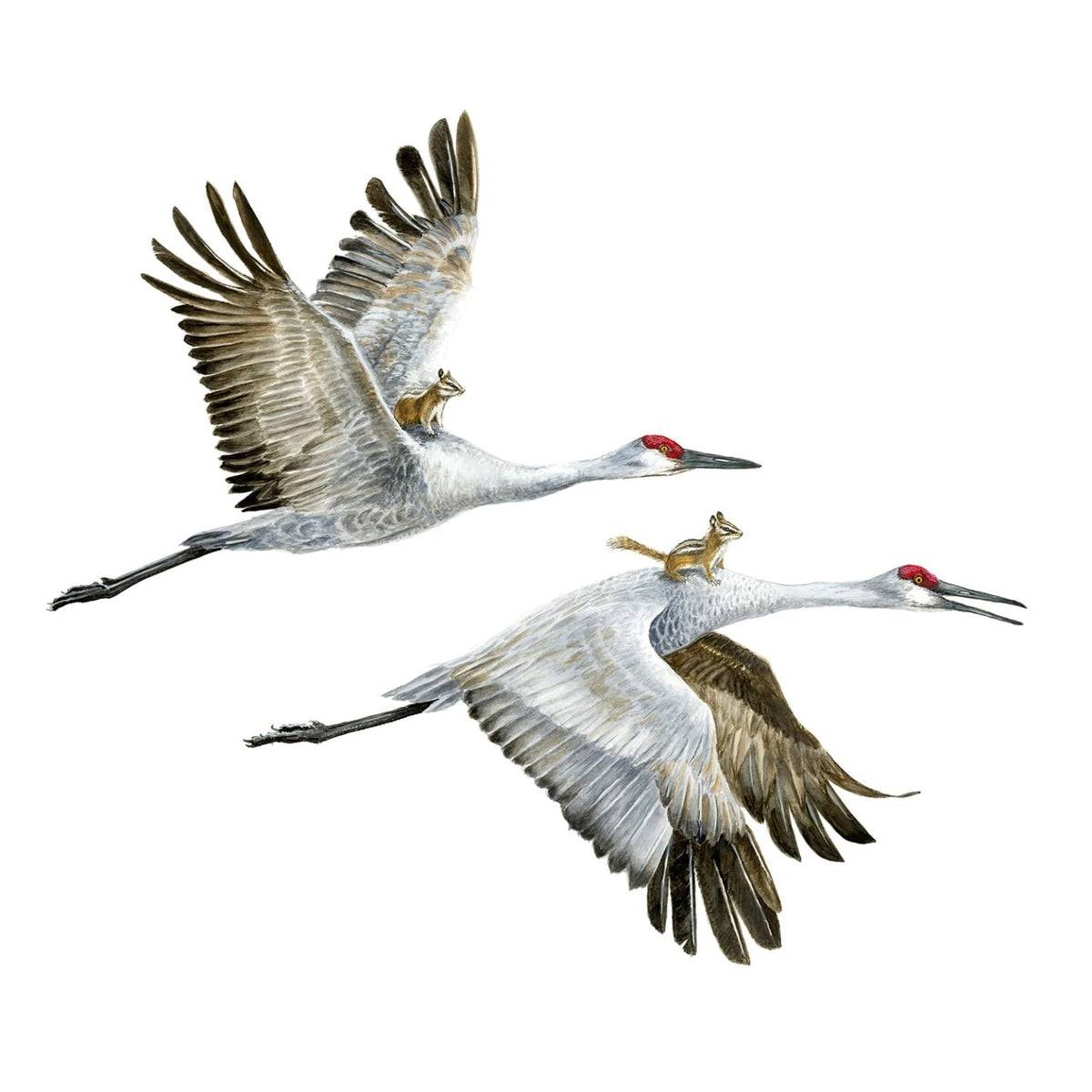 Sandhill Cranes 2